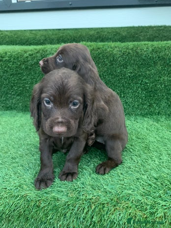 Cocker Spaniel dogs - Advert 4
