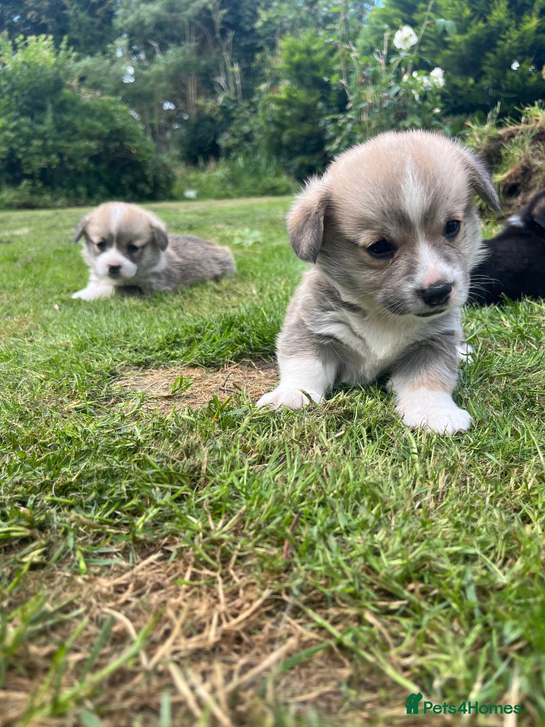 Welsh Corgi Pembroke dogs for sale: KC Registered Cuties! Pembrokeshire Corgi Puppies - Image 6