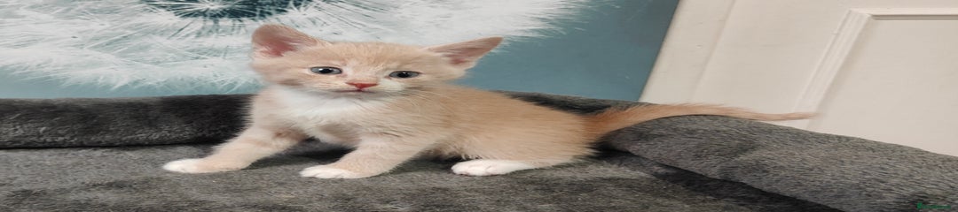 British Shorthair Kitten 7
