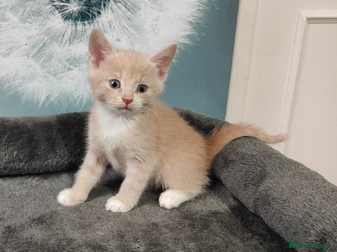 British Shorthair cats for sale: 6 beautiful kittens £60 - Image 2
