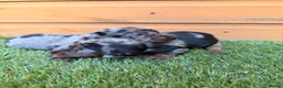 Miniature Dachshund dogs for sale: 3 beautiful minis!  - Advert 3