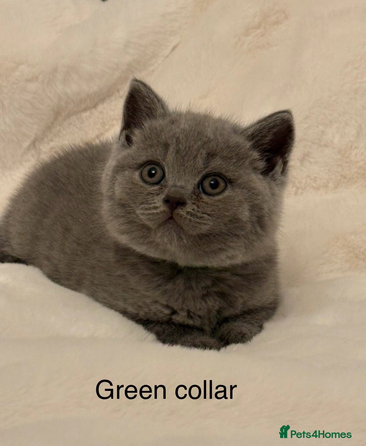 Brazilian Shorthair cats Chunky British Shorthair kittens  - Advert 1