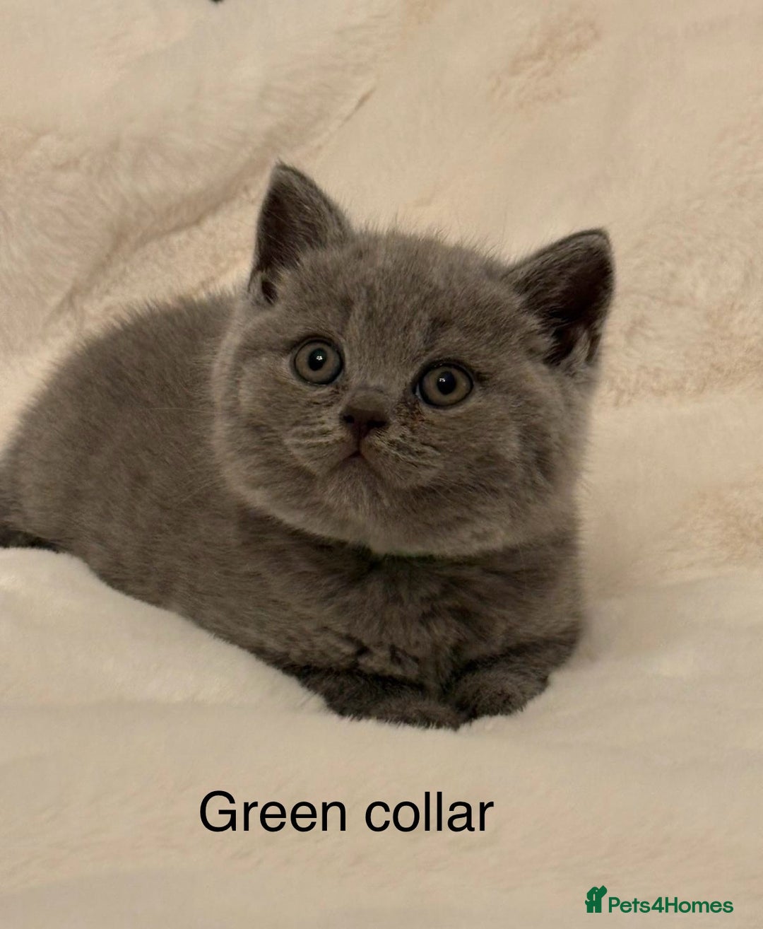 Brazilian Shorthair cats for sale: Chunky British Shorthair kittens  - Advert 1