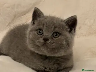 Brazilian Shorthair cats Chunky British Shorthair kittens - Advert 4