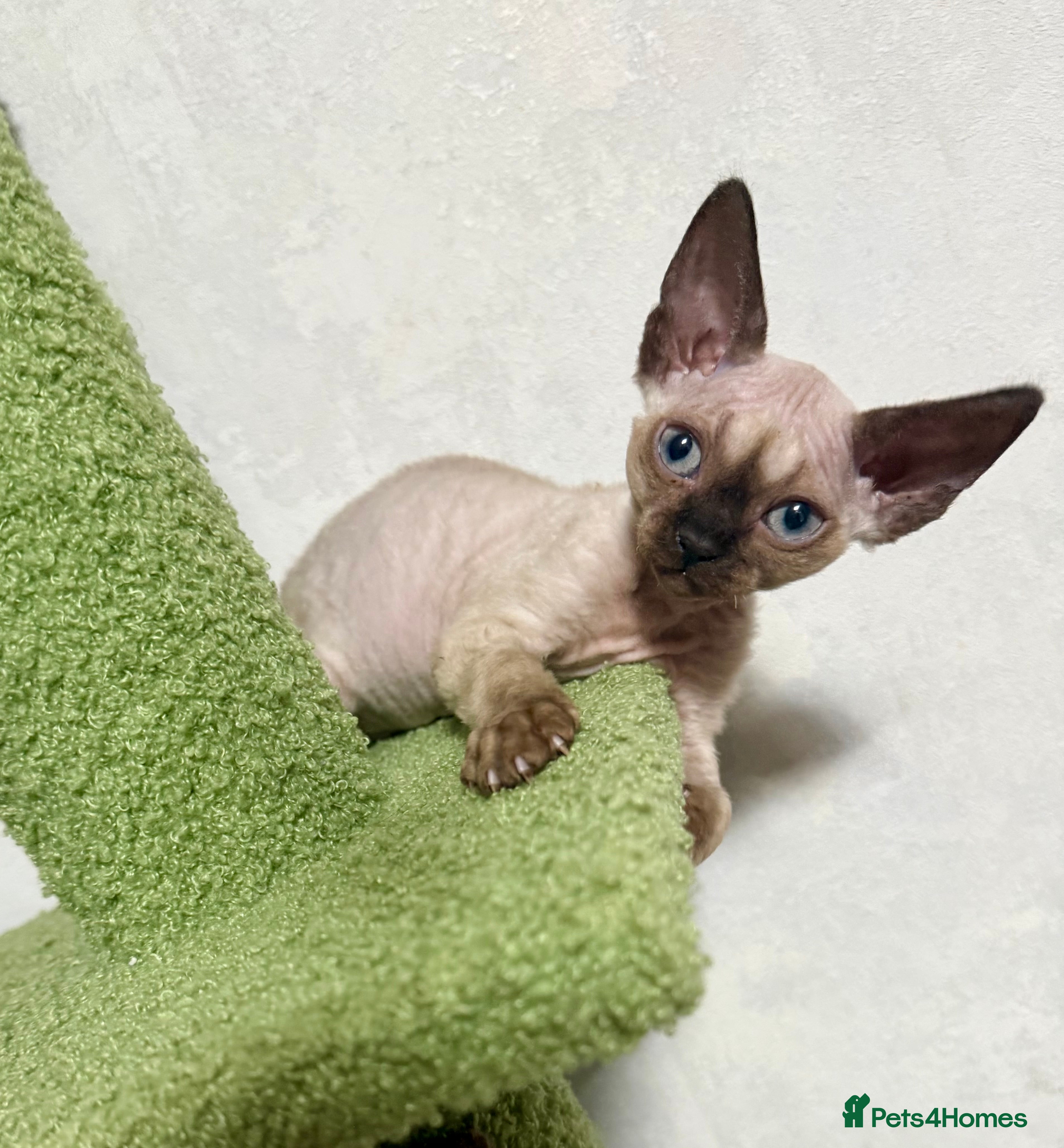 Devon Rex cats 😍😍😍 2 girls left registered GCCF😍😍😍 - Advert 14