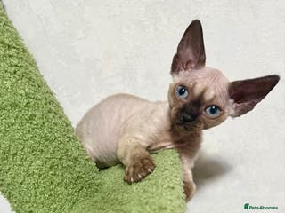 Devon Rex cats 😍😍😍 2 girls left registered GCCF😍😍😍 - Advert 14