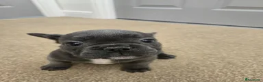 French Bulldog 4