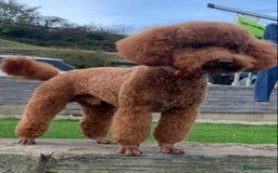 Miniature Poodle dogs for sale: Stunning minature poodle puppies  - Image 11