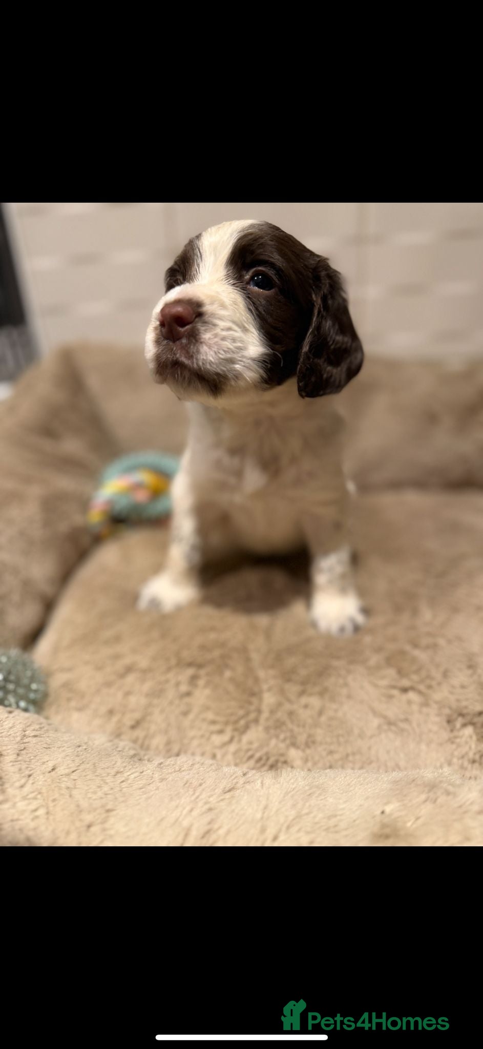 Sprocker dogs Outstanding sprocker puppy’s - Advert 2