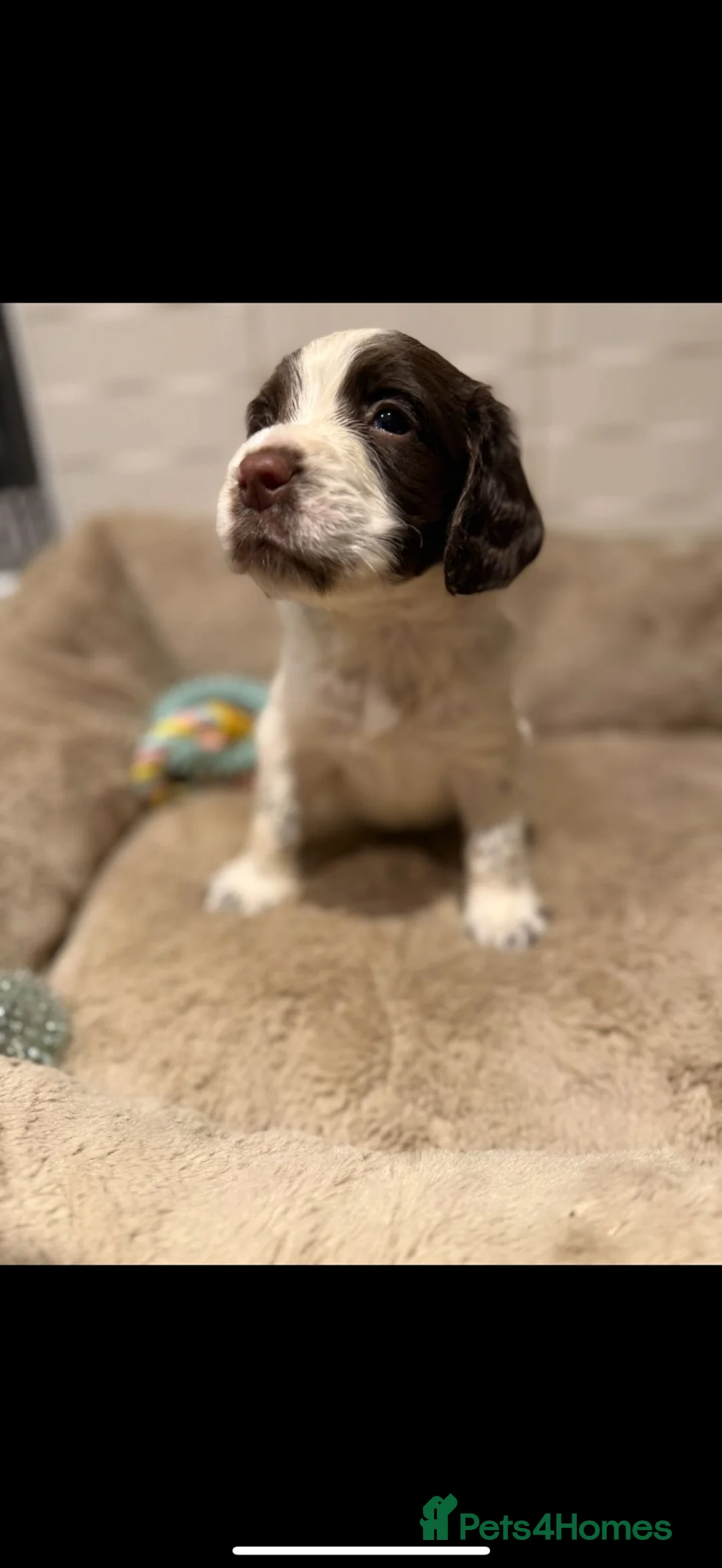 Sprocker dogs for sale: Outstanding sprocker puppy’s - Advert 2