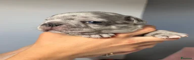 Male 1 Hugo
