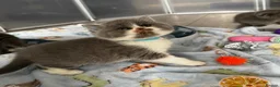 Scottish Fold cats for sale: Beautiful Scottish Kitten, Tica registered - Advert 3