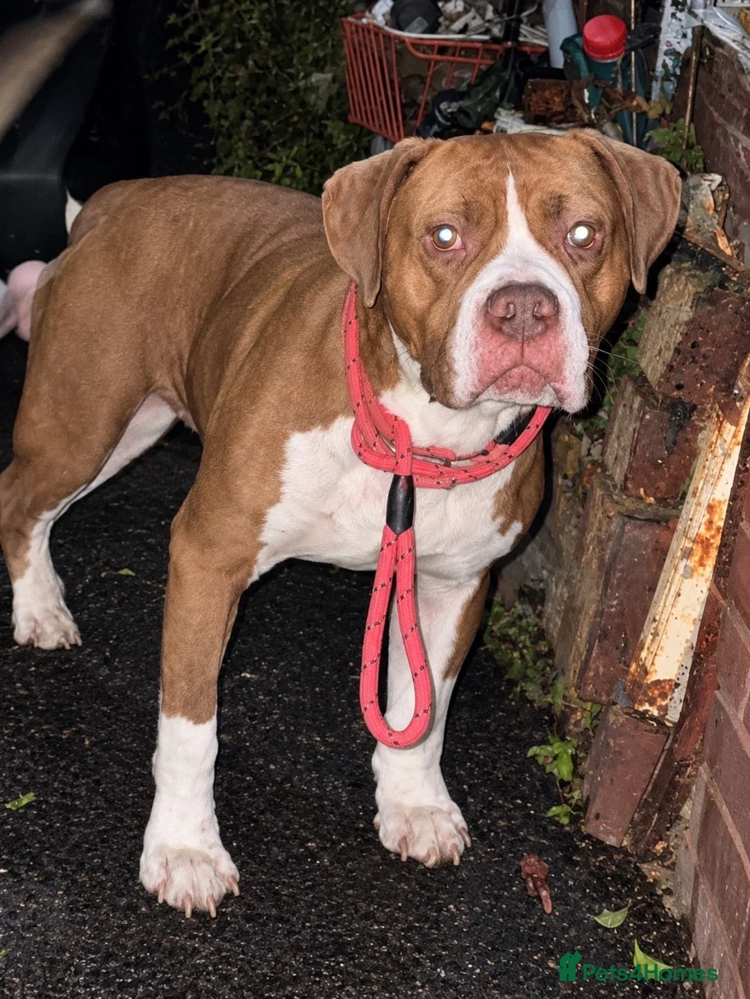 Mixed Breed dogs for sale: BEAUTIFUL PUPPIES AVAILABLE – READY 18TH DECEMBER - Advert 2