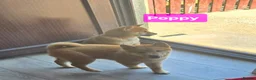 Japanese Shiba Inu dogs for sale: 3 stunning Shiba Inu puppies  - Advert 10