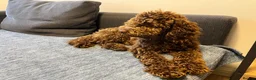Cockapoo dogs for sale: Gorgeous Cappuccino Curly Cockapoo in Milton Keynes - Advert 8