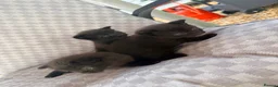 Mixed Breed cats for sale: Black tabby kittens  - Advert 12