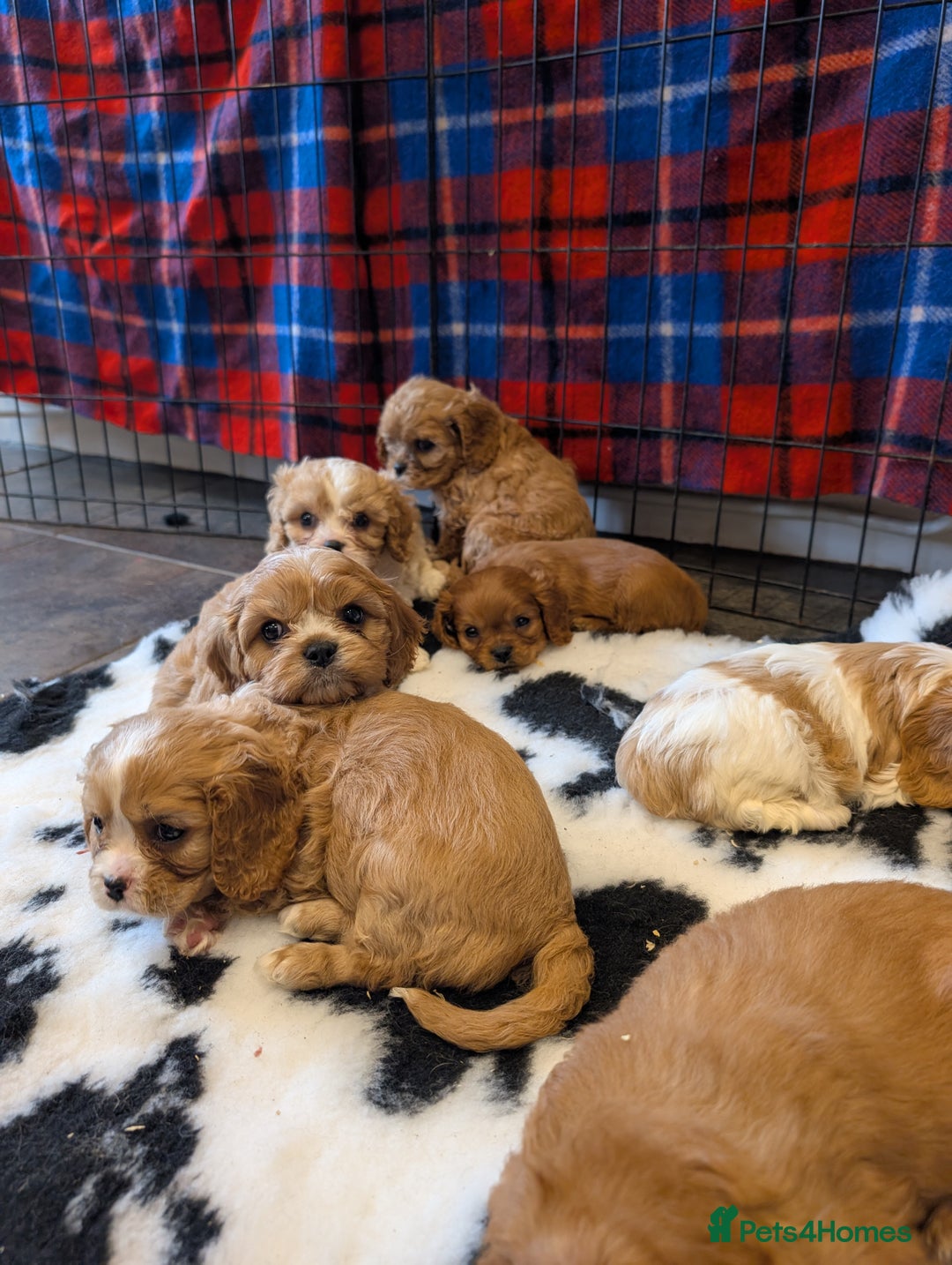 Cavachon dogs for sale: 8 STUNNING F1B CAVACHONS - Image 1