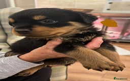 Rottweiler dogs for sale: Rottweiler pups KC Registered + Champ Bloodlines - Image 6