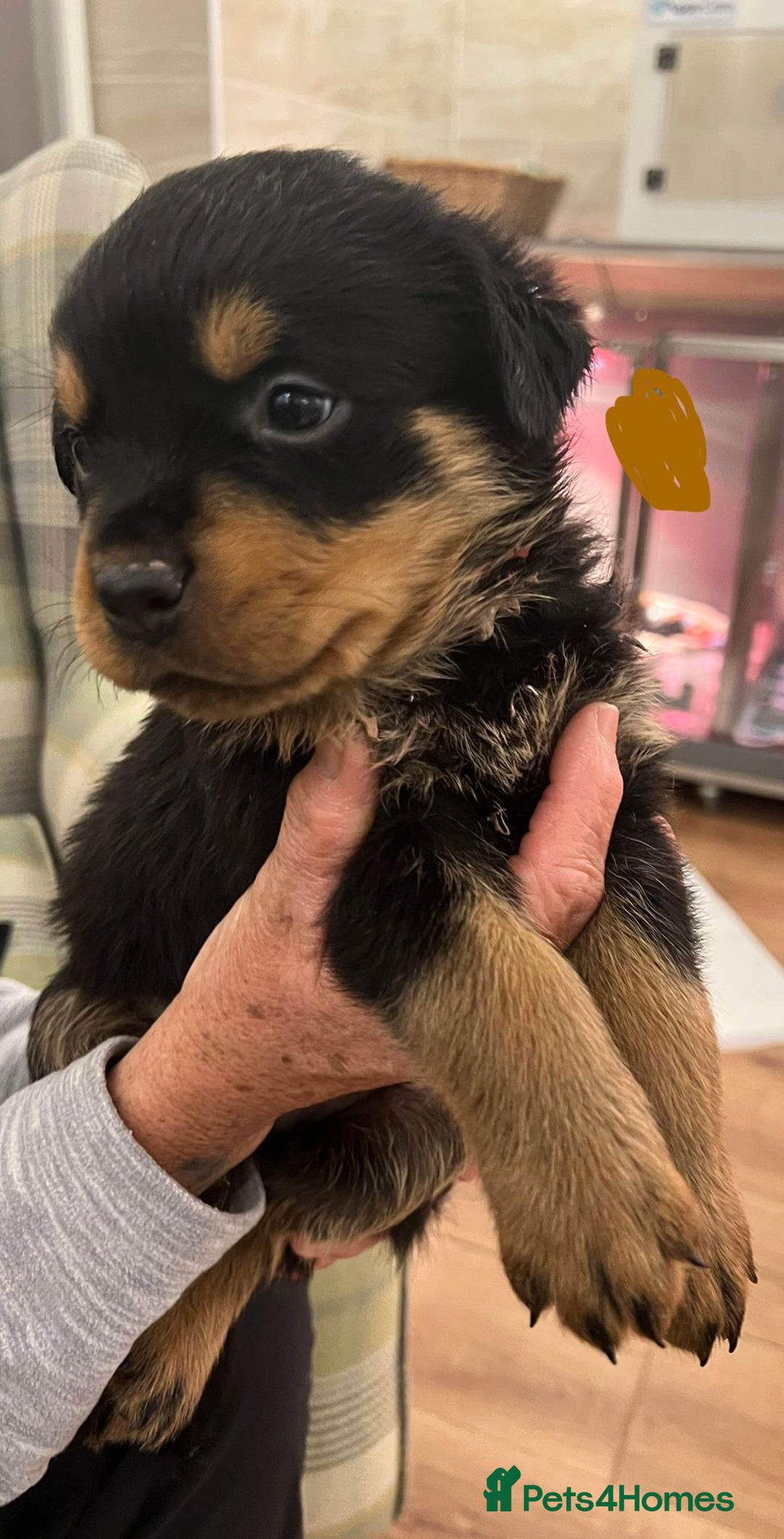 Rottweiler dogs for sale: Rottweiler pups KC Registered + Champ Bloodlines - Image 6