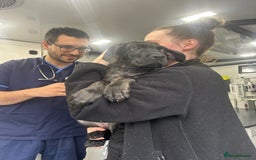 Cane Corso dogs for sale: CLOSING ADVERT ONCE REVIEWS ARE MADE - Advert 5