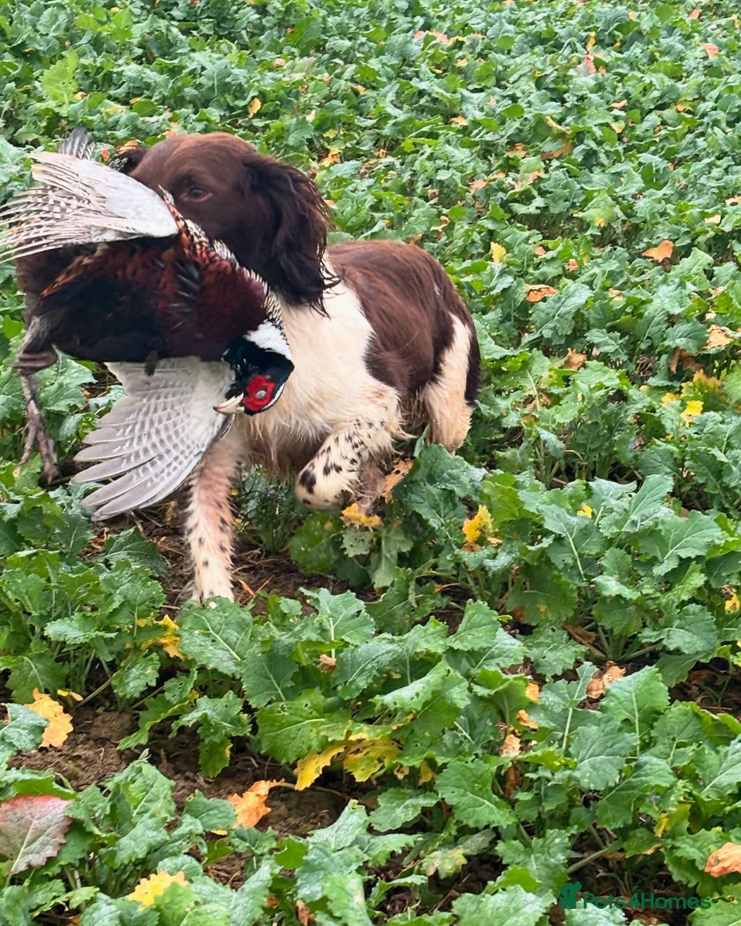 English Springer Spaniel dogs for stud: KC ESS, Heavily Marked DNA Clear - Advert 3
