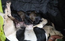 Mixed Breed dogs for sale: Springer x Cockerpoo Pups - Image 6