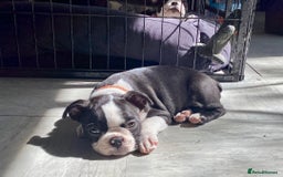 Boston Terrier dogs for sale: 9 BEAUTIFUL BOSTON TERRIER PUPPIES (2 GIRLS LEFT) - Image 8