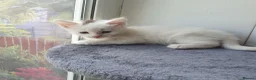 Turkish Angora cats for sale: 2 male turkish angora white kittens left - Advert 2