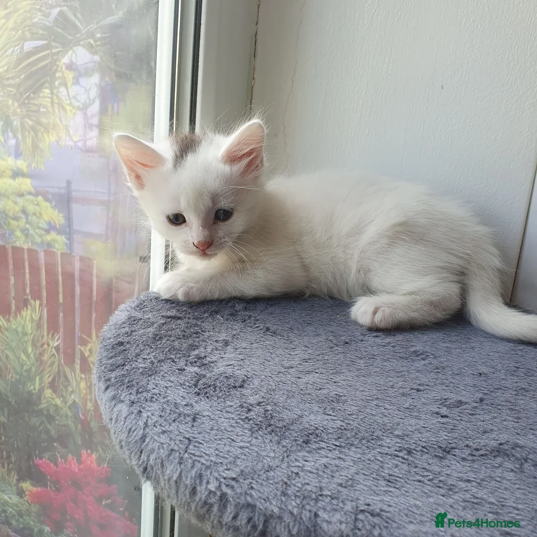 Turkish Angora cats for sale: 2 male turkish angora white kittens left - Advert 2