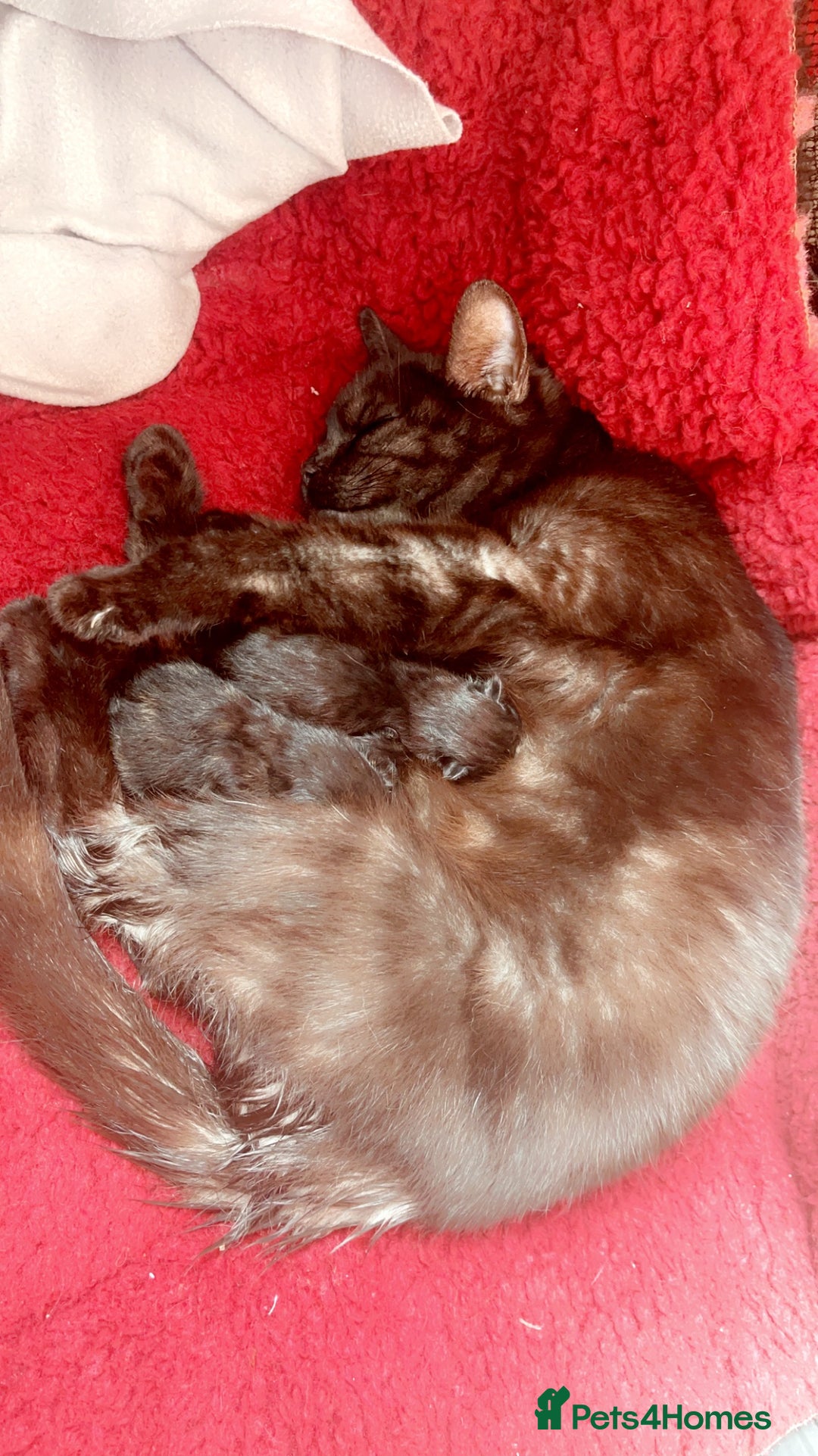 Mixed Breed cats for sale: 4 beautiful kittens ready now  - Advert 5