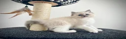 Ragdoll cats for sale: Last three ragdoll kittens! Don’t miss out! - Advert 26