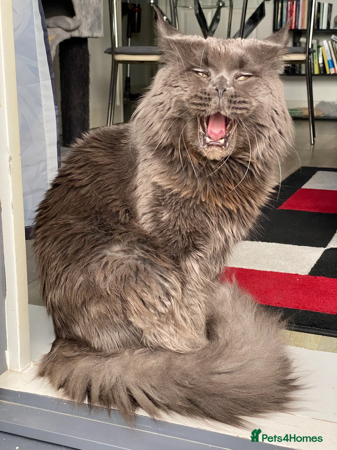 Maine Coon cats for stud: SOLID*BLUE*MAINE*COON*Russian*🇷🇺*Line*for STUD. in London - Advert 13