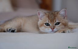 British Shorthair cats for sale: TICA British Shorthair Kittens Champion bloodline in Bedford - Image 22