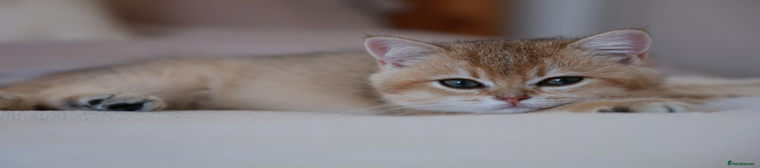 British Shorthair Kitten