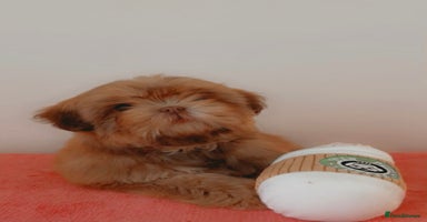 Shih Tzu dogs - Advert 5