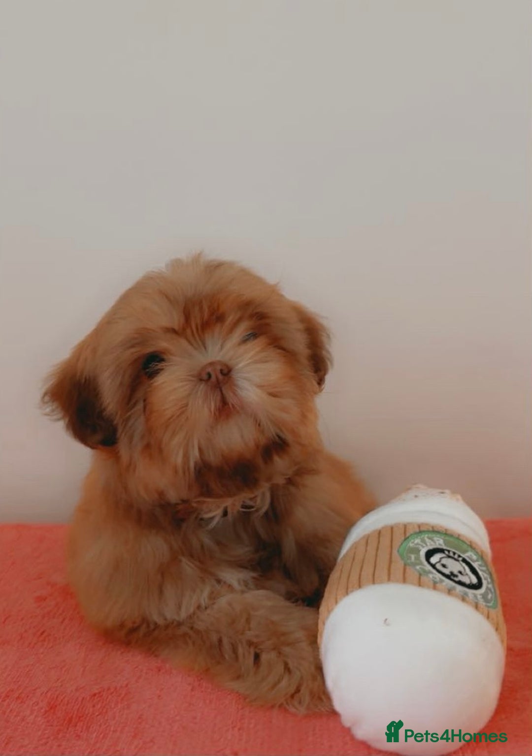 Shih Tzu dogs for sale: 💝 Rehoming Beautiful Shih Tzu Girl - Image 2