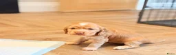 Cocker Spaniel dogs for sale: Show type cocker spaniels  - Advert 2
