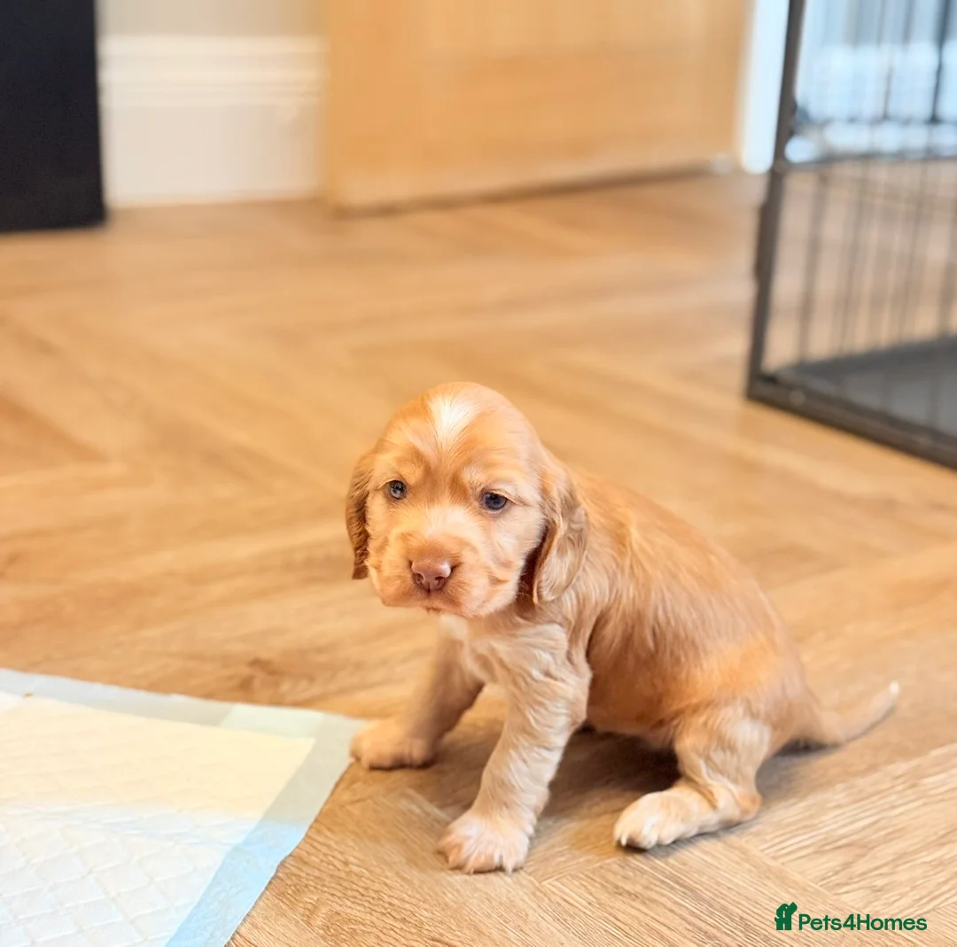 Cocker Spaniel dogs for sale: Show type cocker spaniels  - Advert 2