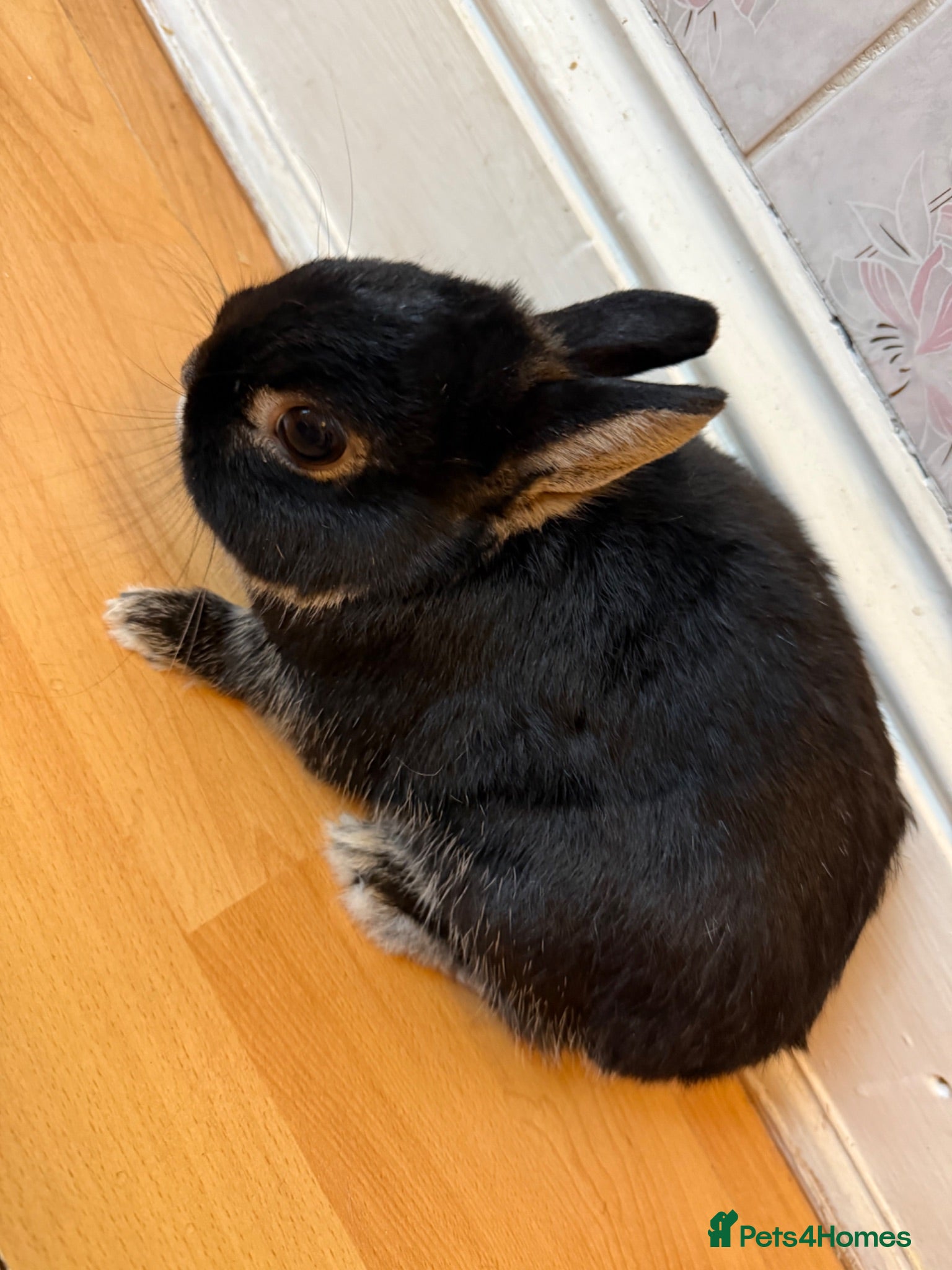 Netherland Dwarf rabbits Netherland Dwarf Rabbit - Advert 1
