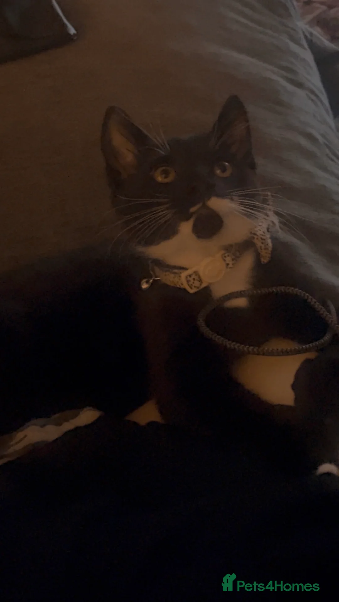 Mixed Breed cats for sale: Girl kitten  in Colchester - Advert 3