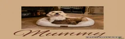 Cavapoo dogs for sale: Superior yankiedoodle American Cockerpoos🇺🇸f1b - Advert 17
