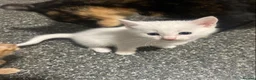 Mixed Breed cats for sale: 4 kittens left in Southampton - Advert 4