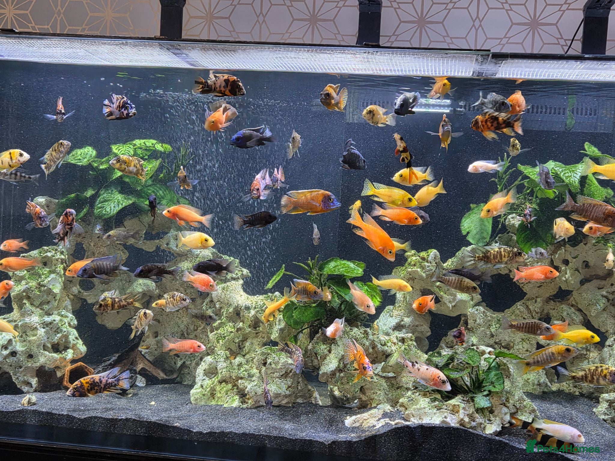 Other/Mixed Breed fish Full  setup with accessories for sale - Advert 1