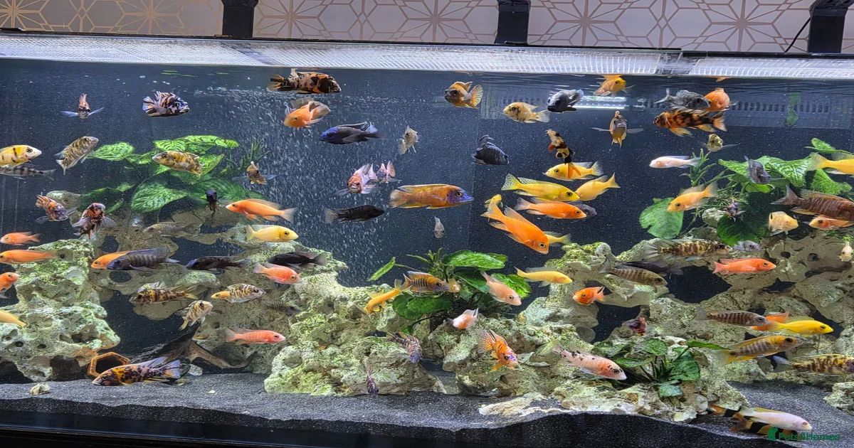 Fish Pets & Animals for sale | Pets4Homes