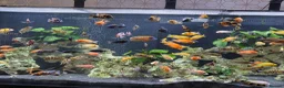 Other/Mixed Breed fish for sale: Full  setup with accessories for sale - Advert 1