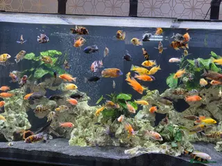 Other/Mixed Breed fish Full setup with accessories for sale - Advert 1