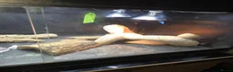 Bearded Dragon reptiles for sale: Male bearded dragon , proven breeder in Northallerton - Advert 6