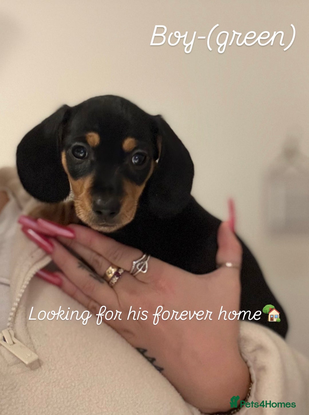 Miniature Dachshund dogs for sale: Miniature dachshunds  - Advert 14