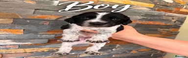 Sprocker 1