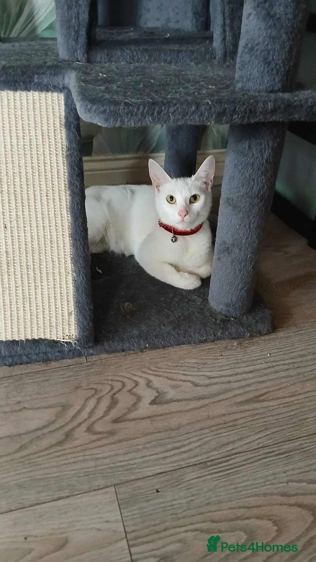 Mixed Breed cats for sale: FEMALE BLACK SAFC KITTEN READY TO GO - Advert 1